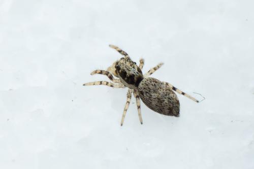 Salticus mutabilis