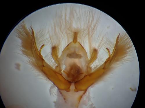 Réf. 224 902 : Conistra staudingeri