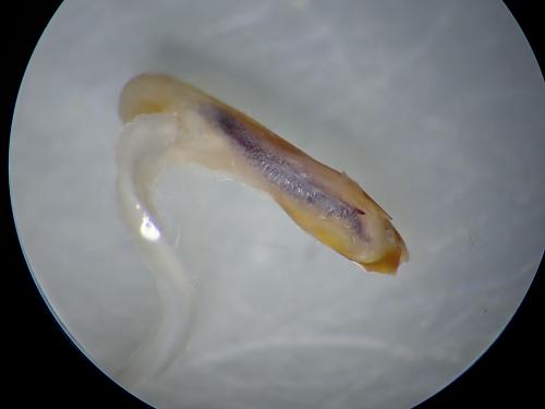 Réf. 224 905 : Conistra staudingeri