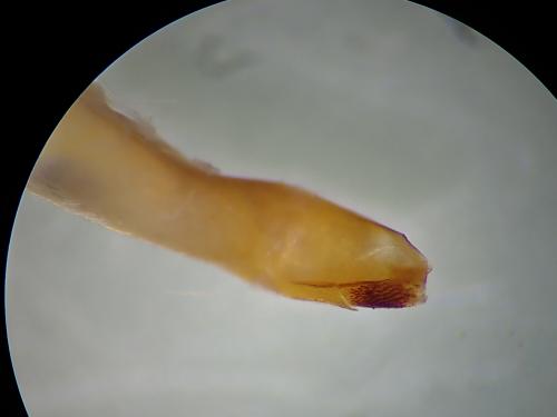 Réf. 224 906 : Conistra staudingeri