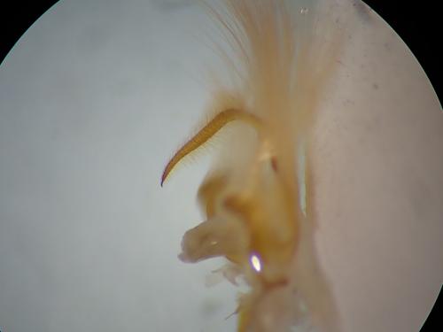 Réf. 224 903 : Conistra staudingeri
