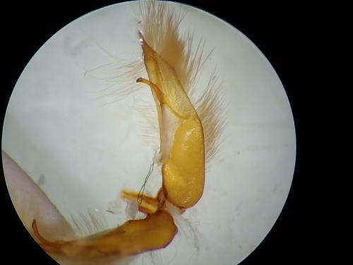 Réf. 224 904 : Conistra staudingeri