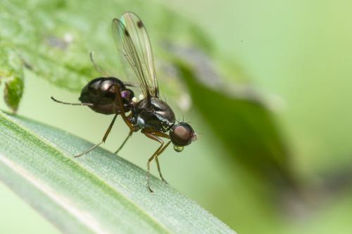 Sepsis sp.