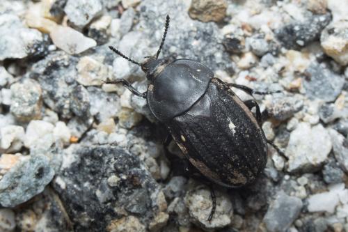 Réf. 224 863 : Silpha sp.