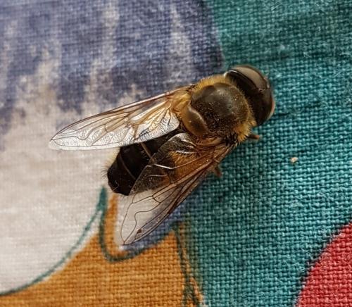 Réf. 224 643 : Eristalis similis