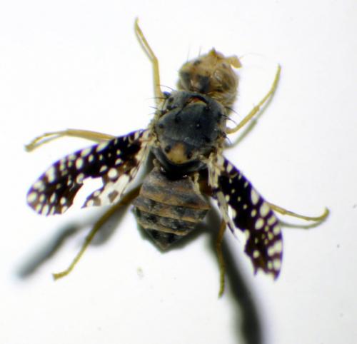 Réf. 224 436 : Campiglossa irrorata