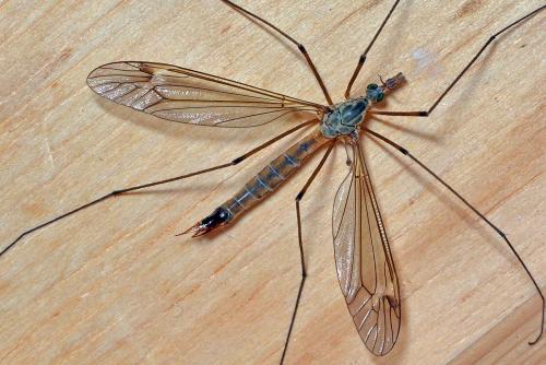 Réf. 224 478 : Tipula sp.