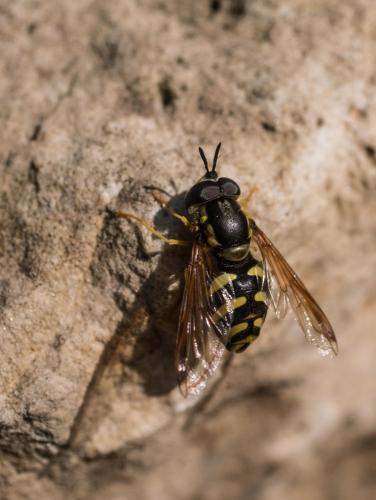 Chrysotoxum intermedium
