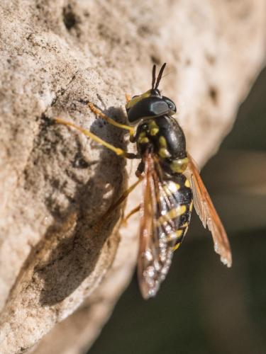 Réf. 224 032 : Chrysotoxum intermedium