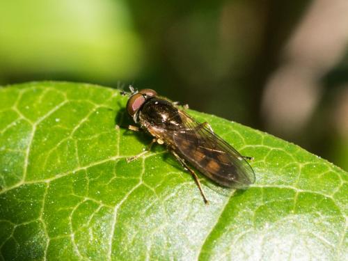 Melanostoma sp.