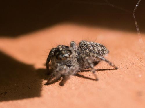 Philaeus chrysops
