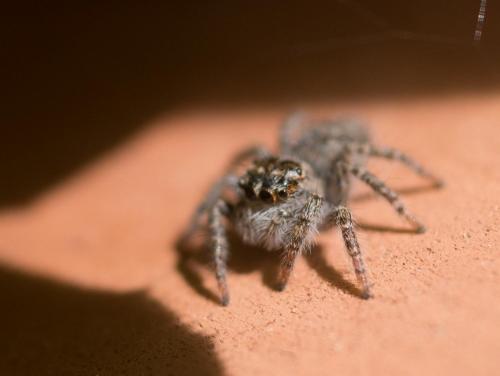 Philaeus chrysops