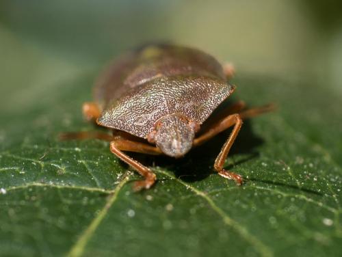 Palomena prasina