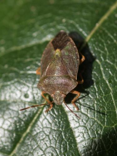 Palomena prasina