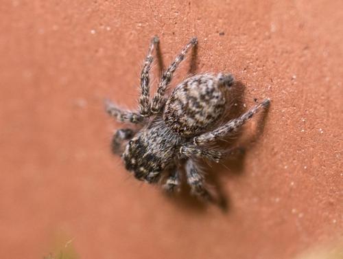 Philaeus chrysops