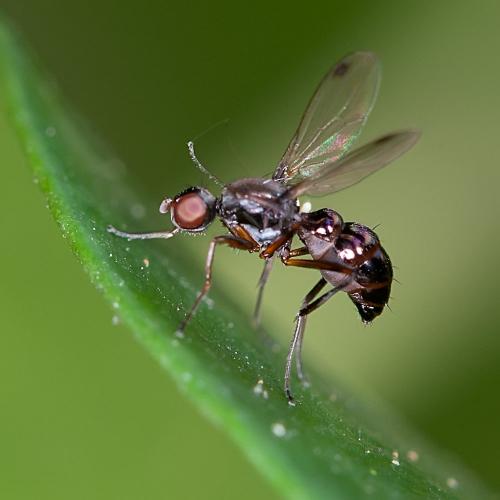 Sepsis sp.