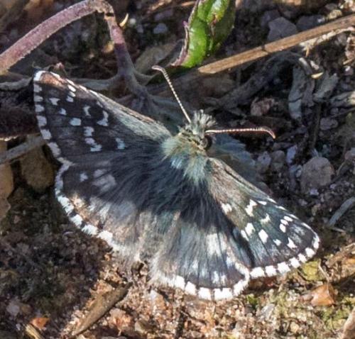 Réf. 224 235 : Pyrgus sp.