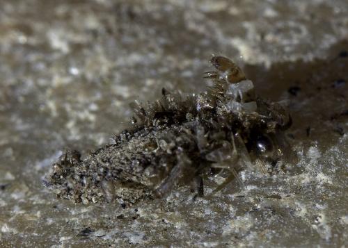 Réf. 224 030 : Dahlica triquetrella