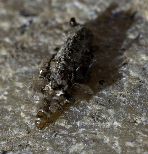 Dahlica triquetrella