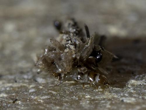 Réf. 224 029 : Dahlica triquetrella