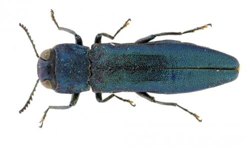 Réf. 224 666 : Agrilus viridis