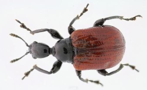 Réf. 224 688 : Compsapoderus erythropterus