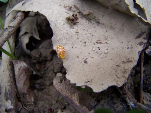 Halyzia sedecimguttata