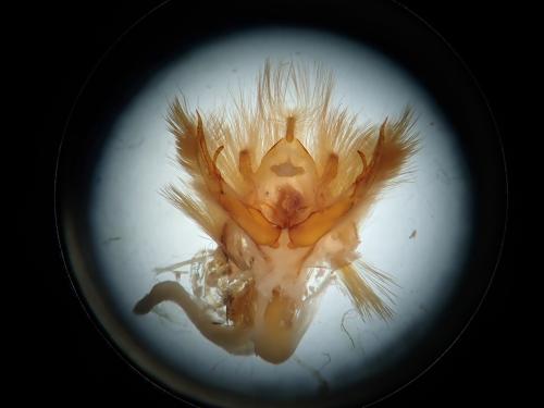 Conistra staudingeri