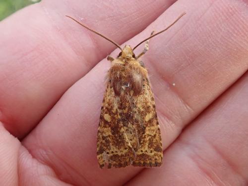 Conistra staudingeri