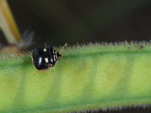 Coptosoma sp.