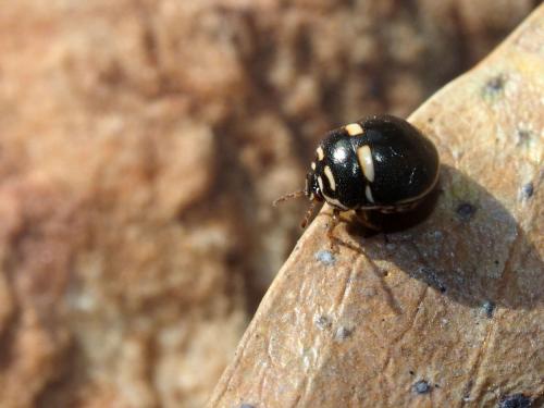 Coptosoma sp.