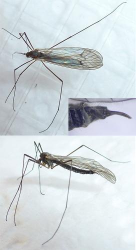 Trichocera regelationis