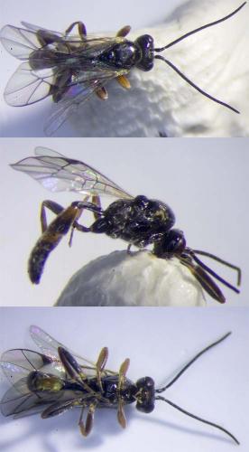 Orthopelma mediator