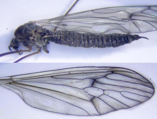 Trichocera regelationis
