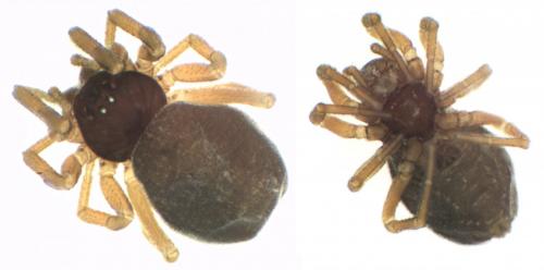 Réf. 224 173 : Silometopus ambiguus