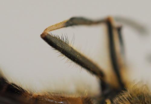 Eristalis similis