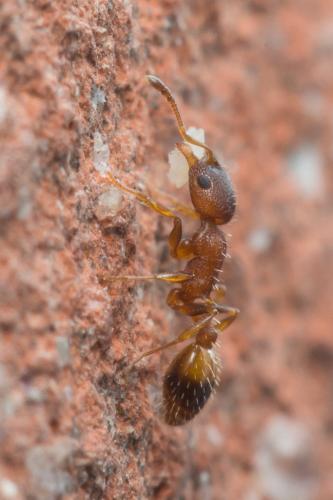 Réf. 224 492 : Temnothorax sp.