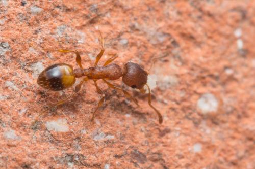 Réf. 224 491 : Temnothorax sp.