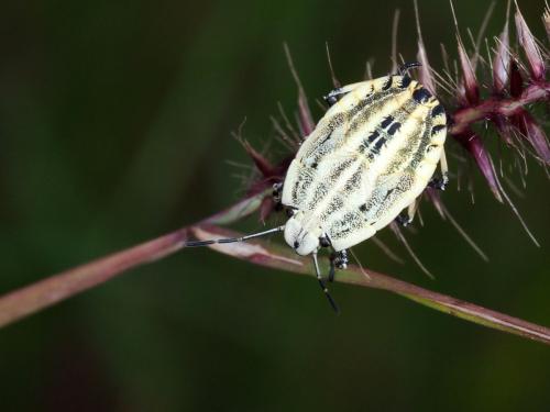 Pentatominae