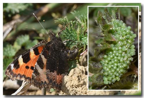 Réf. 224 764 : Aglais urticae