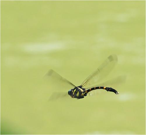 Macrogomphus gulinensis