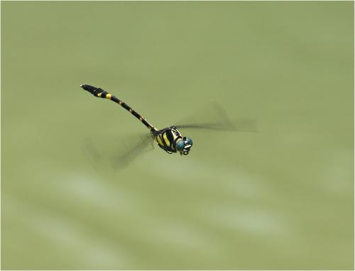 Macrogomphus gulinensis