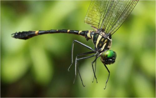 Macromia katae