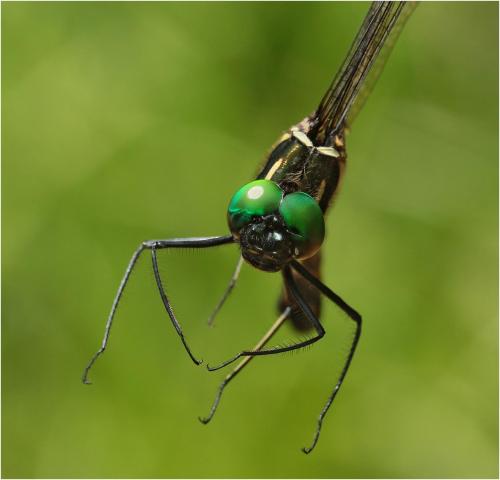 Macromia katae