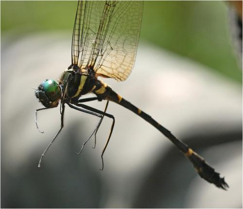 Macromia katae