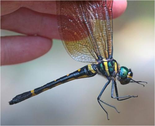 Macromia unca