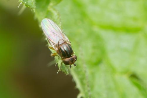 Thaumatomyia sp.