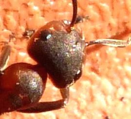 Formica rufa