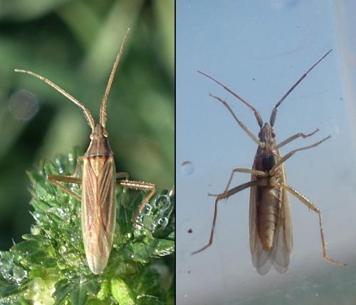 Réf. 224 271 : Stenodema calcarata