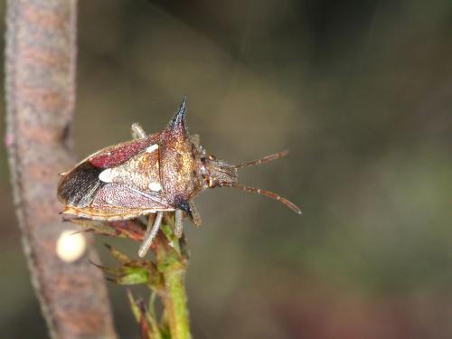 Durmia varicornis pseudaspavia